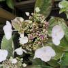 Hortensia  feuillage panach