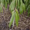 Bamboo Fargesia robusta 'Formidable Wenchuan'