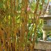 Bambou Bambusa multiplex Alphonse Karr