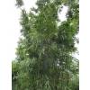 Bambou Bashania fargesii