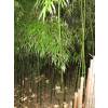 Bambu Chimono. tumidissinoda