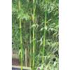 Bamb Phyllostachys b. C. inversa