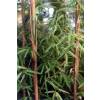 Bamb Fargesia angustissima