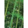 Bambu Moss