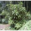 Bambou Indocalamus latifolius