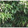 Bamb Indocalamus latifolius