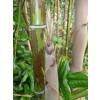 Bamboo Phyllostachys nigra boryana