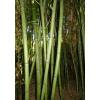 Bamb Phyllostachys viridis