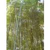Bambou Phyllostachys glauca