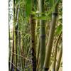 Bamb Phyllostachys glauca yunz