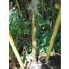 Bamboo Phyllostachys Viridis h.