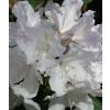 Rhododendron nain blanc