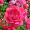 Rosal paisajstico rosa 'Fairy Rood'