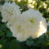 Roseira paisagstica branca 'Little White Pet'