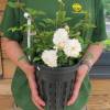 Roseira paisagstica branca 'Little White Pet'
