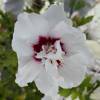 Hibiscus Blanc  Coeur rouge