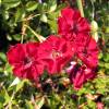 Roseira paisagstica rosa escuro'Fairy Donkerrood'