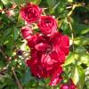 Rosier paysager rouge fonc 'Fairy Donkerrood'