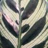 Calathea, feuillage vert stri blanc