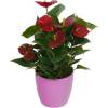 Anthurium rouge + Cache pot Rose