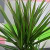 Plante d'intrieur - Dracaena 2 troncs + Pot Blanc