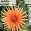 Dahlia Cactus 'Berger Record'