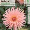 Dahlia Cactus 'Gina Lombaert'