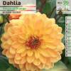 Dahlia Dcoratif 'House of Orange'
