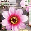 Dahlia Mignon rose
