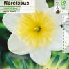 Narcisse trompette 'Ice Follies'