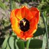 Tulipe Darwin 'Apeldoorn Beauty'