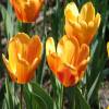 Tulipe Darwin 'Apeldoorn Beauty'