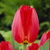 Tulipe Darwin 'Parade'