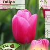 Tulipe Darwin 'Pink Impression'