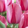 Tulipe Darwin 'Pink Impression'