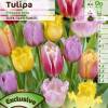 Tulipe Dentelles (franges) en mlange