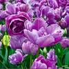 Tulipe double tardive 'Lilac Perfection'