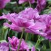 Tulipe double tardive 'Lilac Perfection'