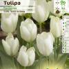 Tulipe fosteriana 'Purissima'