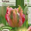 Tulipe Perroquet 'Fantasy'