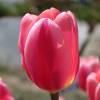 Tulipe triomphe 'Don Quichotte'