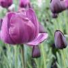Tulipe triomphe 'Negrita'