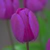 Tulipe triomphe 'Negrita'