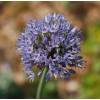 Ail dcoratif bleu - Allium Caeruleum Azureum