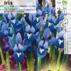 Lrio Reticulado - Iris Reticulata