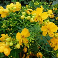 Cassia floribonde / Cassia floribunda