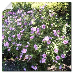 http://www.planfor.fr/Donnees_Site/Produit/Photo//Hibiscus%20ssyriacus.jpg