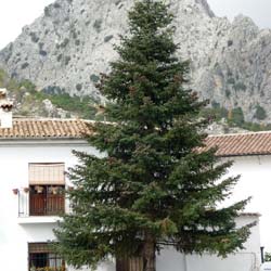 Sapin d'Espagne / Abies pinsapo