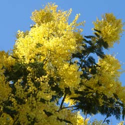Mimosa 'Gaulois Astier'  / Acacia dealbata 'Gaulois Astier'