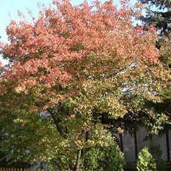 Erable ginnala  / Acer ginnala